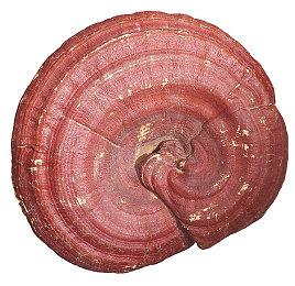 日本游戏厂商LEVEL-5开启25周年纪念网站